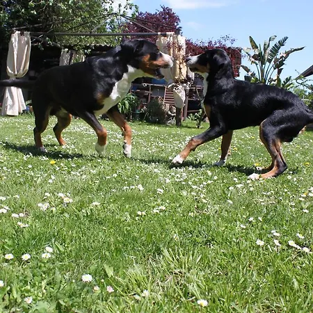 Stollis Бенсхайм